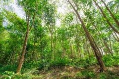 Piantagione di gomma nella foresta Fotografie Stock