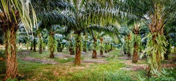 Piantagioni dell'olio di palma, Khao Sok National Park, Tailandia fotografia stock libera da diritti Piantagioni dell'olio di palma, Khao Sok National Park, Tailandia fotografia stock libera da diritti