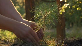 Piantatura dell'alberello del pino come simbolo della nascita di nuova vita Piantatura dell'alberello del pino come simbolo della nascita di nuova vita