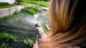 Piante crescenti d'innaffiatura della donna nel suo giardino fotografie stock libere da diritti Piante crescenti d'innaffiatura della donna nel suo giardino fotografie stock libere da diritti
