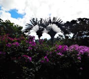 Piante ed alberi ai giardini botanici della Guadalupa immagine stock libera da diritti Piante ed alberi ai giardini botanici della Guadalupa immagine stock libera da diritti