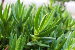 Piante verdi simili ad aloe vera fotografia stock libera da diritti Piante verdi simili ad aloe vera fotografia stock libera da diritti