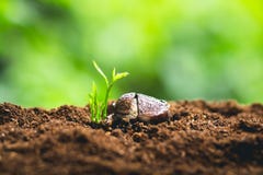 Pianti la crescita degli alberi di piantatura di semi, i semi stanno germinando sui suoli di buona qualità in natura fotografia stock Pianti la crescita degli alberi di piantatura di semi, i semi stanno germinando sui suoli di buona qualità in natura fotografia stock