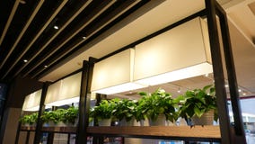 Piantina della lampada di crescita di pianta principale in costruzione commerciale fotografia stock libera da diritti Piantina della lampada di crescita di pianta principale in costruzione commerciale fotografia stock libera da diritti