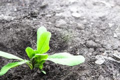 Piantine verdi piantate nella terra C'? un posto per testo immagine stock Piantine verdi piantate nella terra C'? un posto per testo immagine stock