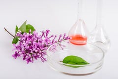 Piatto del laboratorio per l'estrazione degli ingredienti naturali in profumeria fotografia stock Piatto del laboratorio per l'estrazione degli ingredienti naturali in profumeria fotografia stock