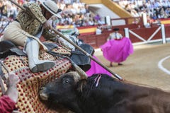 Picador bullfighter, lancer whose job it is to weaken bull's nec Royalty Free Stock Photo Picador bullfighter, lancer whose job it is to weaken bull's nec Royalty Free Stock Photo