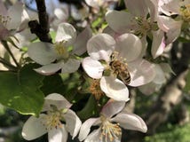 Piccoli fiori bianchi di di melo sbocciante in primavera con un'ape volante fotografie stock libere da diritti Piccoli fiori bianchi di di melo sbocciante in primavera con un'ape volante fotografie stock libere da diritti