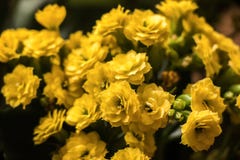 Piccoli piccoli fiori gialli immagine stock Piccoli piccoli fiori gialli immagine stock