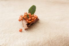 Piccoli totates arancio sulla foglia asciutta fotografia stock Piccoli totates arancio sulla foglia asciutta fotografia stock