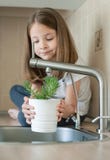 Piccolo bambino che tiene un vaso con i rosmarini di rosmarinus officinalis Consolidando ed innaffiando una giovane pianta verde immagine stock Piccolo bambino che tiene un vaso con i rosmarini di rosmarinus officinalis Consolidando ed innaffiando una giovane pianta verde immagine stock