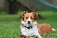 Piccolo cane nell'erba immagini stock libere da diritti Piccolo cane nell'erba immagini stock libere da diritti
