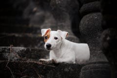 Piccolo cane triste sta trovandosi sulle scale nel parco immagine stock libera da diritti Piccolo cane triste sta trovandosi sulle scale nel parco immagine stock libera da diritti