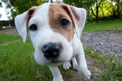 Piccolo cucciolo del amstaff sta guardando la lente immagine stock libera da diritti Piccolo cucciolo del amstaff sta guardando la lente immagine stock libera da diritti
