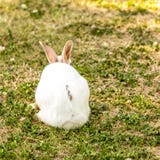 Piccolo cuniculus bianco sveglio di oryctolagus del coniglio che si siede sull'erba verde immagine stock libera da diritti Piccolo cuniculus bianco sveglio di oryctolagus del coniglio che si siede sull'erba verde immagine stock libera da diritti