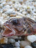 Piccolo pesce aggressivo nei macro prodotti delle stampe di alta qualità del tiro della sabbia fotografia stock libera da diritti Piccolo pesce aggressivo nei macro prodotti delle stampe di alta qualità del tiro della sabbia fotografia stock libera da diritti