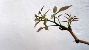 Piccolo ramo di crescita dell'albero immagini stock Piccolo ramo di crescita dell'albero immagini stock