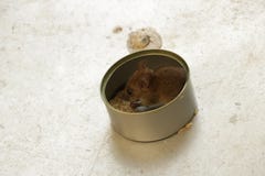 Piccolo topo sveglio che mangia riso in Tin Can immagini stock libere da diritti Piccolo topo sveglio che mangia riso in Tin Can immagini stock libere da diritti