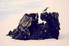 Piccolo uccello appollaiato su un tronco di albero alla spiaggia all'isola di Havelock, isole Andaman e Nicobar fotografie stock libere da diritti Piccolo uccello appollaiato su un tronco di albero alla spiaggia all'isola di Havelock, isole Andaman e Nicobar fotografie stock libere da diritti