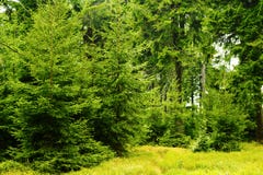 Picea спрусов зеленого цвета abies расти в вечнозеленом coniferous лесе в парке ландшафта гор сыча, Sudetes, Польше Стоковые Изображения Picea спрусов зеленого цвета abies расти в вечнозеленом coniferous лесе в парке ландшафта гор сыча, Sudetes, Польше Стоковые Изображения