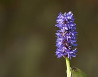 Pickerelweed stock images Pickerelweed stock images
