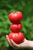 Picking Home Grown Heirloom Tomatoes