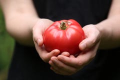 Picking Home Grown Heirloom Tomatoes