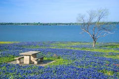 Picnic table surrounded by Texas Bluebonnets Stock Images Picnic table surrounded by Texas Bluebonnets Stock Images