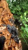 A background with brown and gray shades of an old trunk of a tree that was damaged by fire and new plants. royalty free stock images A background with brown and gray shades of an old trunk of a tree that was damaged by fire and new plants. royalty free stock images