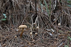 Fungus on a ground full of dry leaves royalty free stock photo Fungus on a ground full of dry leaves royalty free stock photo