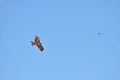 Red kite taking higher in the sky royalty free stock image Red kite taking higher in the sky royalty free stock image