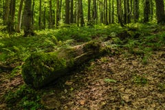Bough of trees covered with moss in the forest stock photography Bough of trees covered with moss in the forest stock photography