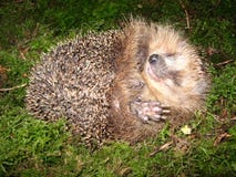 Hedgehog in the moss stock photography Hedgehog in the moss stock photography