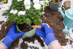 Picture on top of man`s hands in blue gloves transplanting flower stock images Picture on top of man`s hands in blue gloves transplanting flower stock images