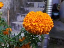 A Beautiful Orange Marigold Flower royalty free stock image A Beautiful Orange Marigold Flower royalty free stock image