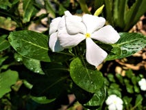 A Beautiful tiny white flower stock photo A Beautiful tiny white flower stock photo