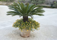 Short Palm in a clay pot with yellow lantana stock image Short Palm in a clay pot with yellow lantana stock image