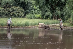Picturesque Farming Paddy Field Scene In Thailand Royalty Free Stock Images Picturesque Farming Paddy Field Scene In Thailand Royalty Free Stock Images