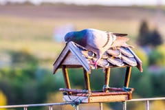 Pidgeon is sittin op het dak van birdfeeder en ziet rond eruit Groene aardachtergrond met bomen stock afbeelding Pidgeon is sittin op het dak van birdfeeder en ziet rond eruit Groene aardachtergrond met bomen stock afbeelding