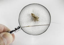 Pidocchi e larve dell'uovo nell'ambito di ingrandimento Fotografia Stock Libera da Diritti Pidocchi e larve dell'uovo nell'ambito di ingrandimento Fotografia Stock Libera da Diritti