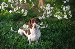 Piebald dachshund sits under a blooming tree and holds a twig with flowers in its teeth
