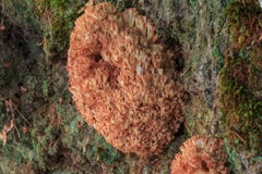 Pieczarka - różowy koral RAMARIA ROSEOLA fotografia royalty free Pieczarka - różowy koral RAMARIA ROSEOLA fotografia royalty free