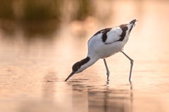 pied avocetvadande och söka efter föda i grunt vatten royaltyfri bild pied avocetvadande och söka efter föda i grunt vatten royaltyfri bild