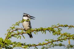 Pied Kingfisher stock photography Pied Kingfisher stock photography