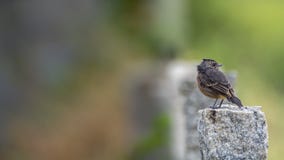 Pied kvinnlig för Bushchat Saxicolacaprata - se tillbaka på en granitpelare för att vagga arkivfoto Pied kvinnlig för Bushchat Saxicolacaprata - se tillbaka på en granitpelare för att vagga arkivfoto