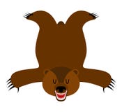 Piel de oso del grisáceo Piel del oso aislada Trofeo del cazador aislado stock de ilustración Piel de oso del grisáceo Piel del oso aislada Trofeo del cazador aislado stock de ilustración