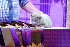 Piel gris del gato tailand?s gordo de Korat y ojos amarillos, con la etiqueta de la cinta del ganador imagen de archivo Piel gris del gato tailand?s gordo de Korat y ojos amarillos, con la etiqueta de la cinta del ganador imagen de archivo