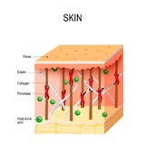 Piel humana sana con las fibras del colágeno y de la elastina, fibroblastos ilustración del vector Piel humana sana con las fibras del colágeno y de la elastina, fibroblastos ilustración del vector