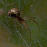 Pieniądze pająk, Linyphia triangularis obrazy stock Pieniądze pająk, Linyphia triangularis obrazy stock