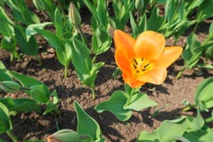 Pierwszy kwitnący pomarańczowy tulipanowy kwiat na kwiatu łóżku wśród innego zamkniętego tulipanu pączkuje obraz stock Pierwszy kwitnący pomarańczowy tulipanowy kwiat na kwiatu łóżku wśród innego zamkniętego tulipanu pączkuje obraz stock
